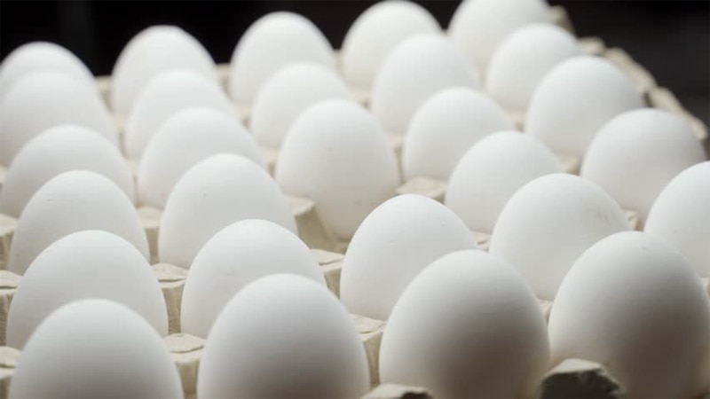 EGG